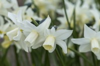 Narcissus 'Toto', a dwarf daffodil bearing 2â€”3 heads per sturdy stem, white petals and creamy trumpet fading to white. Flowers in April.