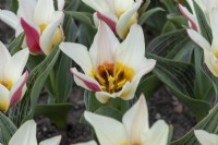 Tulipa 'Mary Ann', a dwarf tulip flowering in April.