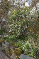 Daphne bholua 'Spring Herald', a highly scented, semi-evergreen shrub that flowers in winter from February. Planted in a winter border with snowdrops, cyclamen, crocuses and reticulata irises.