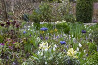 A winter border with different varieties of snowdrops, Cyclamen coum,  crocuses, hellebores and reticulata irises.