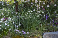 A clump of Galanthus 'Green Arrow', a late, tall snowdrop with charming neat flowers held on short pedicels.