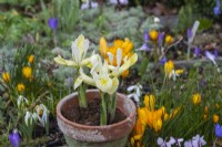 Iris histrioides 'Katharine's Gold', a reticulata iris, a winter flowering bulb, in January and February
