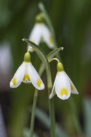 A very distinctive, gold and white 'Trym' snowdrop, a chance galanthus seedling.