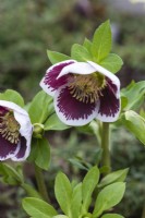 Helleborus niger Harvington hybrid, hellebore, an evergreen perennial with maroon and white flowers from winter into spring.