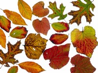 A mixture of Autumn leaves, Vitis coignetiae;Red Oak Quercus borealis; Nyssa sylvatica; Hamamelis vernalis and Tulip tree Liviodendron tulipifera 