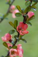 Chaenomeles x superba 'Salmon Horizon', Japanese or flowering quince, a thorny, deciduous, wide-spreading shrub with clusters of pretty flowers in spring.