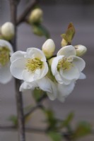 Chaenomeles speciosa 'Nivalis', Japanese quince, a thorny, deciduous, wide-spreading shrub with clusters of pretty flowers in spring.