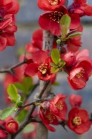 Chaenomeles x superba 'Rowallane', Japanese or flowering quince, a thorny, deciduous, wide-spreading shrub with clusters of pretty flowers in spring.