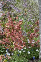 Chaenomeles x superba 'Coral Sea' amongst windflowers and grape hyacinths, beneath Prunus pendula 'Pendula Rosea'.