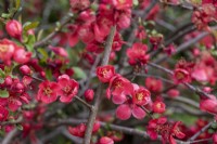 Chaenomeles speciosa, Japanese quince, a thorny, deciduous, wide-spreading shrub with clusters of pretty flowers in spring.