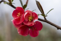 Chaenomeles  speciosa 'Cardinalis', Japanese quince, a deciduous, wide-spreading shrub with clusters of pretty flowers in spring.
