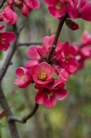 Chaenomeles  speciosa 'Cardinalis', Japanese quince, a thorny, deciduous, wide-spreading shrub with clusters of pretty flowers in spring.