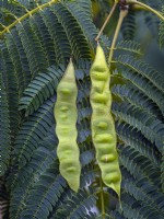 Albizia julibrissin  Persian silk tree seed pod in Mid October