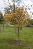 Acer pseudoplatanus 'Brilliantissimum' planted in grass