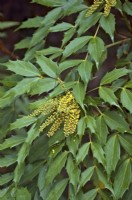 Mahonia gracilipes - Slender Oregon Grape