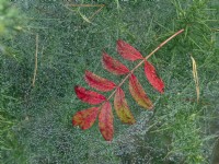 Fallen leaves of Sorbus 'Joseph Rock' resting on Spiders web October