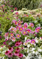 Flower border with Dahlia Mignon Hybride, summer July