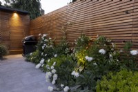 Summer border at night with Leucanthemum 'Wirral Supreme' and contemporary wooden fence