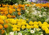 Annual mix with Tagetes, summer July