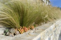 Border with succulent and ornamental grasses, summer August