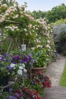 Pots of summer annuals on a deck that descends to a paved path, flanked by  Rosa 'St Swithun' trained along wooden trellis, flowering in June.