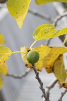 Ficus carica 'St Ervan C' - Fig