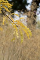 Gleditsia triacanthos f. inermis 'Sunburst' - Honey locust tree in autumn