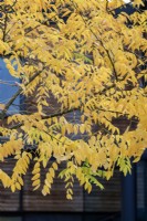 Styphnolobium japonicum - Japanese pagoda tree foliage in autumn