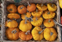 Cucurbita pepo - Pumpkins in a wicker basket