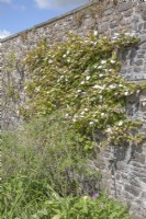 Actinidia kolomikta syn. kiwi vine against old, grey, stone wall. Deciduous, twining, ornamental climber.  Walled Garden.