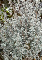 Leptospermum lanigerum Silver Sheen, winter January