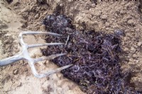 Forking seaweed into sandy soil