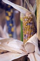 Zea mais 'Glass Gem' Indian Corn
