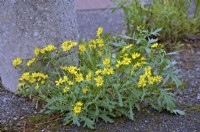 Oxford Ragwort - Senecio squalidus has a long season of flowering