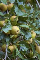 Malus domestica 'Rosemary Russet' - eating apple