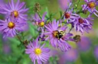Symphyotrichum laeve 'Arcturus' syn. Aster laevis 'Arcturus' with Bumble Bee - Bombus sp.