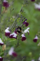 Salvia 'Amethyst Lips' with pollinating Bumblebee