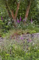Digitalis, Cow Parsley, wildflowers and grasses in natural woodland planting area of garden with dry-stone wall. Summer. May.