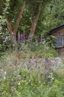 A Rewilding Britain Landscape. Designers: Lulu Urquhart and Adam Hunt. Digitalis, Cow Parsley, wildflowers and grasses in natural woodland planting area of garden with dry-stone wall. RHS Chelsea Flower Show 2022. Gold Medal and Best in Show Award. Summer. May.