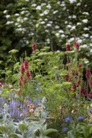 Verbascum 'Petra' and Cenolophium denudatum in border with Salvia Nemerosa 'Crystal Blue'. May. Summer.