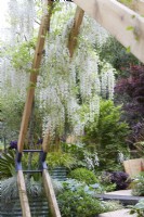 Kingston Maurward The Space Within Garden. Designer: Michelle Brown. Seating area at the end of wooden pathway amongst modern wooden structure and exotic planting. Plants include Wisteria floribunda and carex. RHS Chelsea Flower Show 2022. Silver-Gilt Medal. Summer. May.