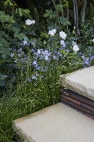 Morris  and  Co. Garden. Designer: Ruth Willmott. RHS Chelsea Flower Show 2022. Gold Medal. Yorkshire stone steps bordered with Phlox divaricata 'Clouds of Perfume' and white rose. Summer. May.