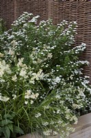 Border containing Luzula nivea 'Snowflake' and Spiraea nipponica 'Snowmound' by woven willow fence. Summer. May.