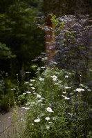 Sambucus nigra, Oxeye Daisy - Leucanthemum vulagre with Anthriscus sylvestris - Cow parsley. Woodland planting in shady border. Summer. May.