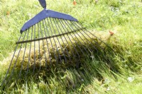 Raking a lawn to remove moss