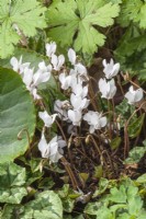Cyclamen hederifolium flowering nauralised in a border