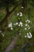 White Rosa banksiae 'Alba Plena' climbing up hawthorn tree. Summer. May.