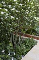 Morris  and  Co. Garden. Designer: Ruth Willmott. RHS Chelsea Flower Show 2022. Gold Medal. Crataegus x lavalleei by water rill and pale modern paving. Summer. May.