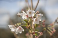 Prunus x yedoensis 'Somei-yoshino' - Japanese flowering cherry - Tokyo cherry - Potomac cherry - Prunus  Yoshino - ornamental Japanese cherry - May.  Single, white, fragrant flowers, sometimes tinged pink.


