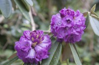 Rhododendron niveum - May